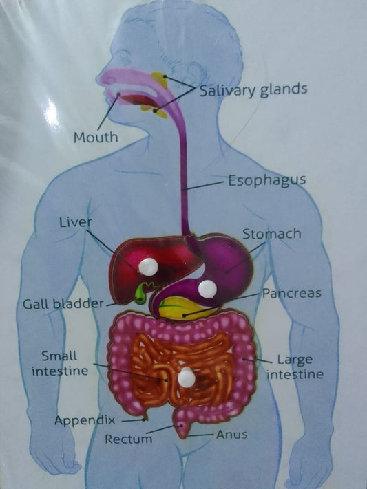 Wooden Human Digestive System Jigsaw Puzzle